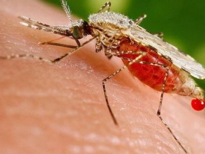 پایش مالاریا در مرودشت با ۷ مورد مثبت
