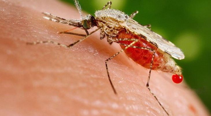 پایش مالاریا در مرودشت با ۷ مورد مثبت