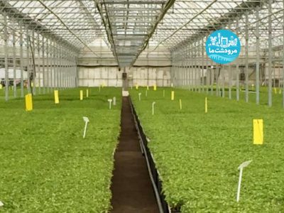 مرودشت پیشتاز تولید نشای صیفی و سبزی کشور
