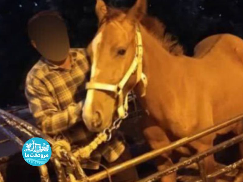 سرقت اسب با نیسان پلاک مخدوش ناکام ماند