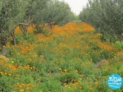کشت خاکشیر در۱۴ هزار هکتار اراضی کشاورزی مرودشت