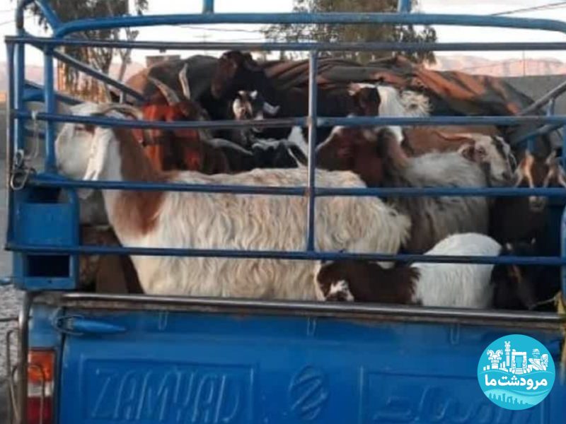 نیسان حامل احشام غیرمجاز در درودزن توقیف شد