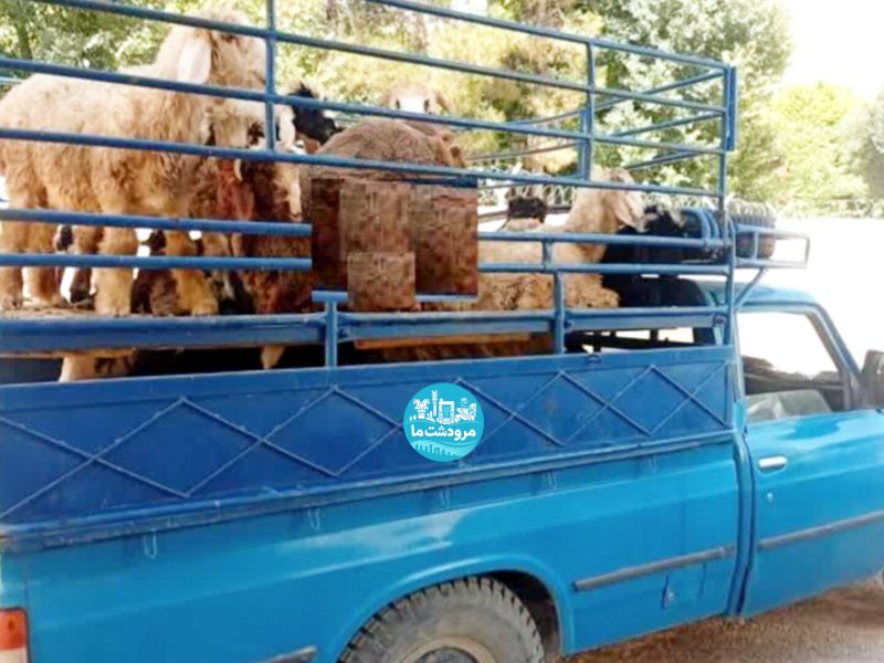 کشف ۵ میلیاردی احشام قاچاق در مرودشت
