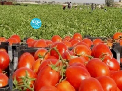برداشت گوجه فرنگی از مزارع مرودشت