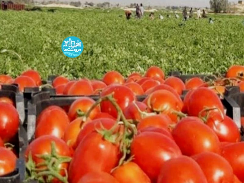 برداشت گوجه فرنگی از مزارع مرودشت