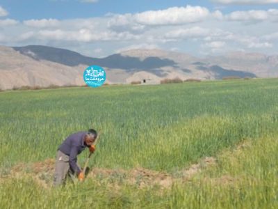 جهادکشاورزی؛ پای‌ کار تولید و امنیت غذایی جنگ