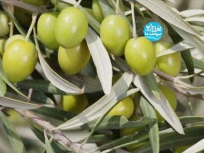 آغاز برداشت زیتون از باغات شهرستان مرودشت