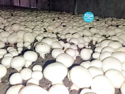 تولید بیش از ۳۰۰۰ تن قارچ خوراکی در مرودشت