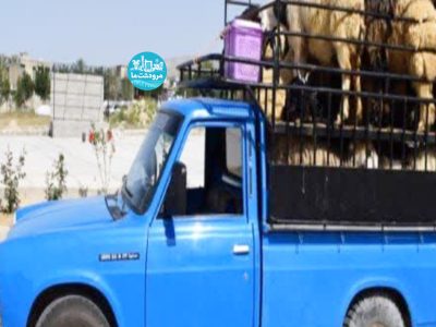 کشف ۲۳ راس احشام فاقد مجوز در مرودشت