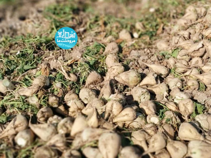 آغاز برداشت چغندر قند پاییزه ازاراضی مرودشت